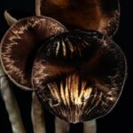 inca star gazer mushroom