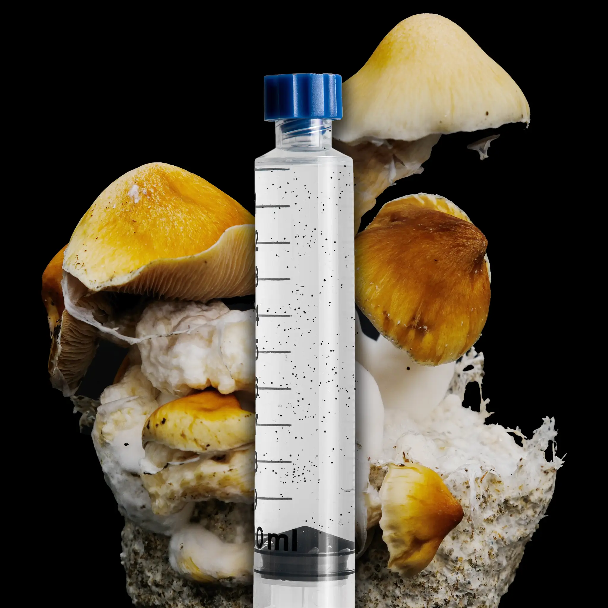 Ecuador Isolated Spore Syringe - Image 7