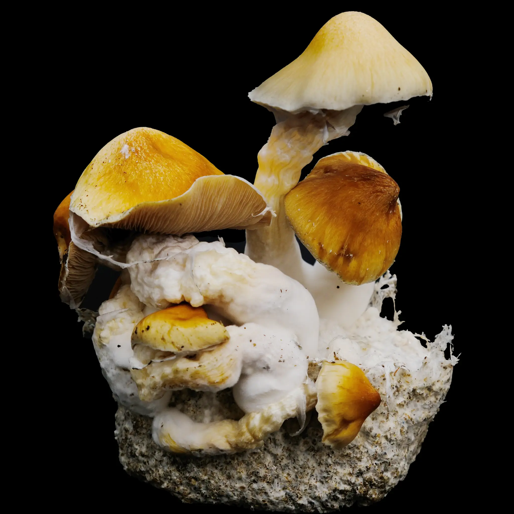 Ecuador Isolated Spore Syringe - Image 3