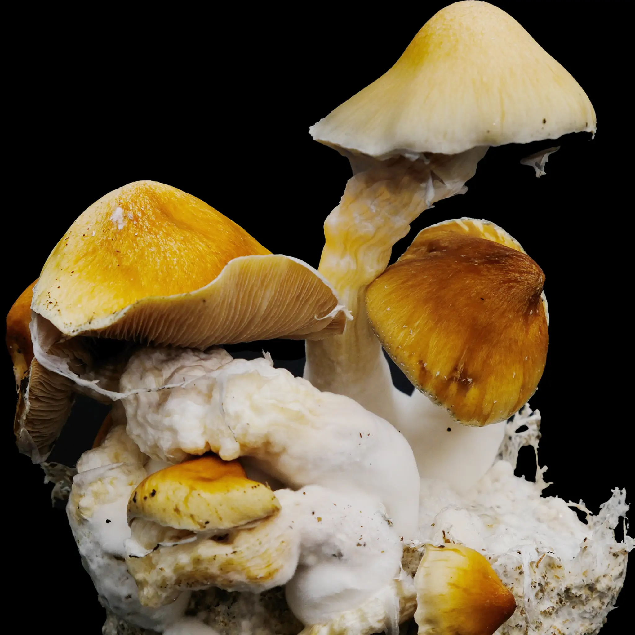 Ecuador Isolated Spore Syringe - Image 5