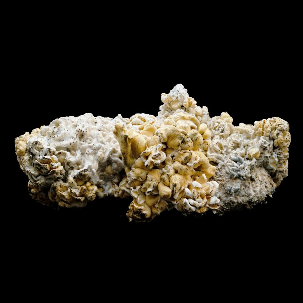 enigma mushroom cluster