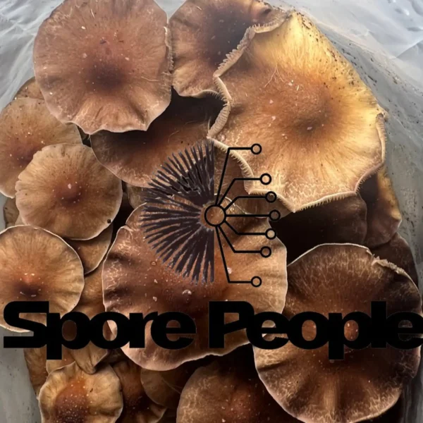 Full Moon Party Spore Print - Image 2