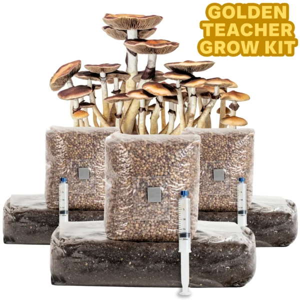 Golden Teacher Mycology Grow Kit Bundle x3