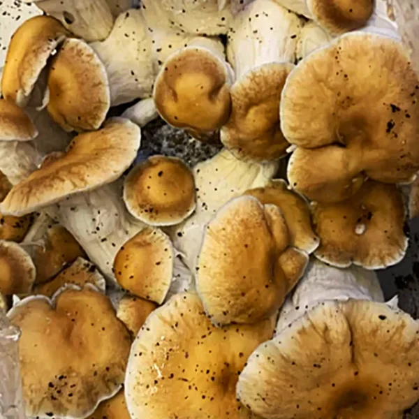 Huautla Spore Print - Image 3