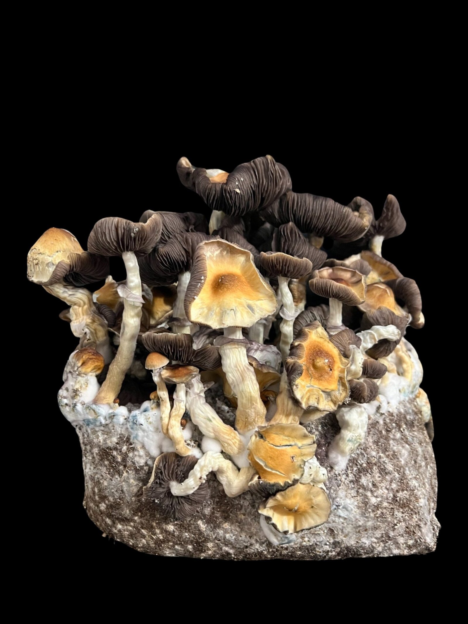 Koh Samui Isolated Spore Syringe - Image 5