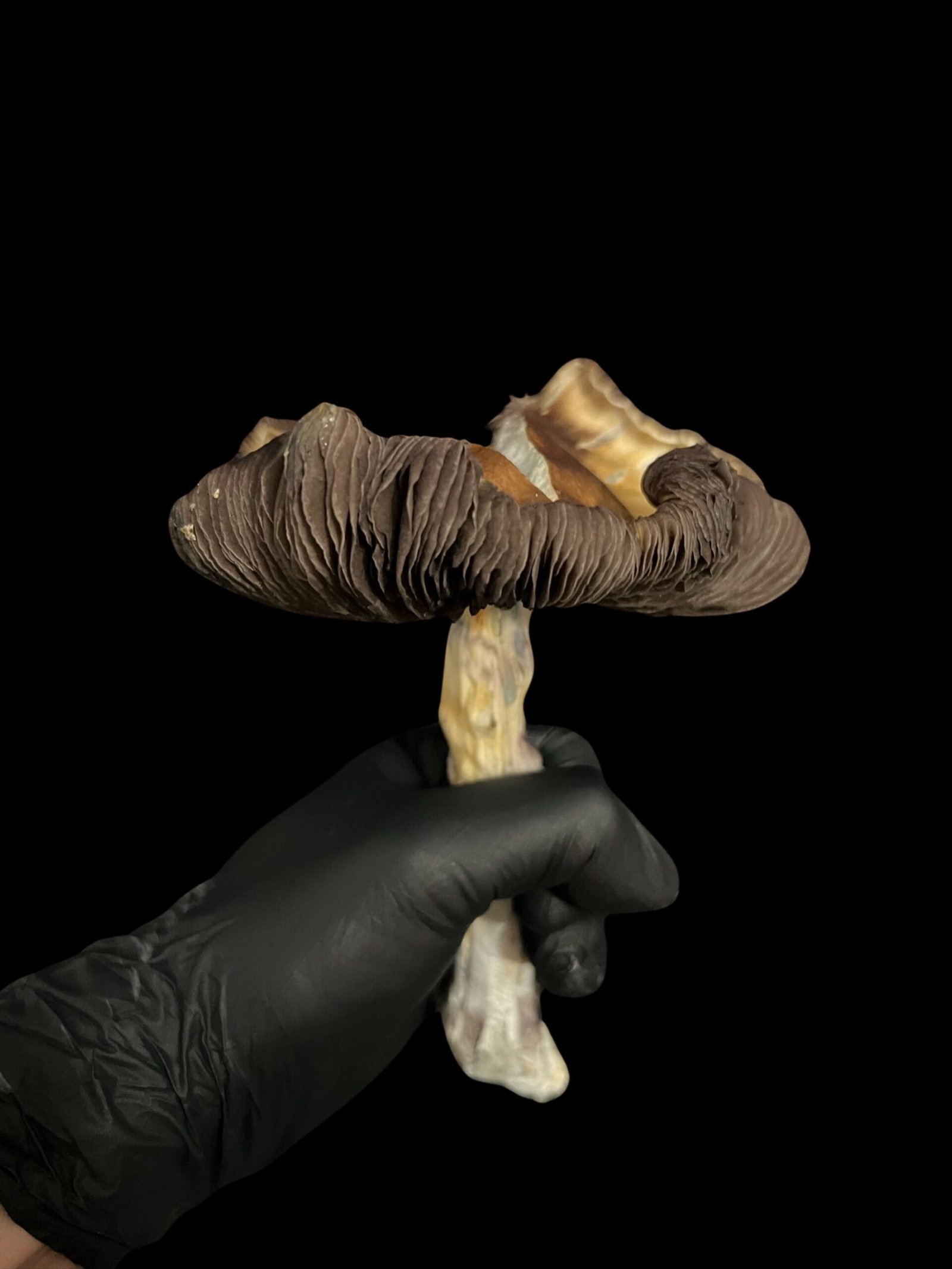 Koh Samui Isolated Spore Syringe - Image 4