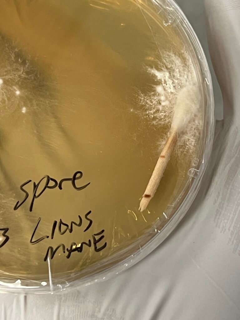 spore swab on agar with mycelium growth