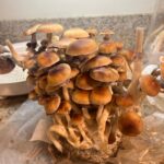 Mushroom harvesting a block of mushrooms