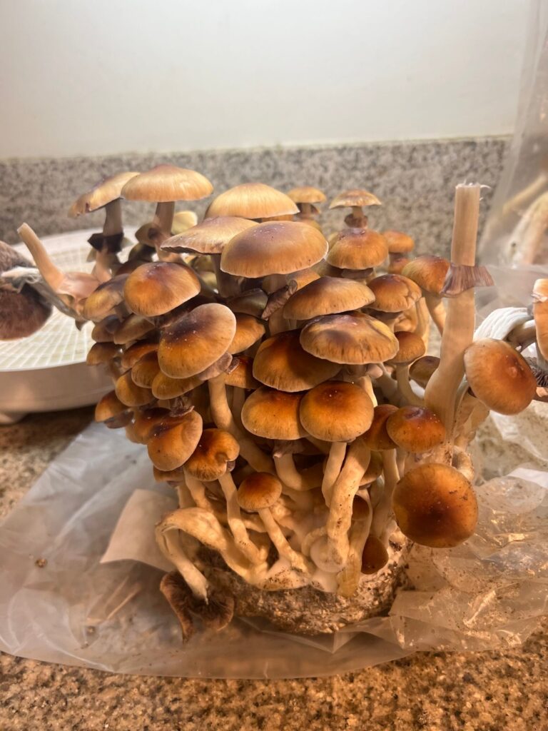 Mushroom harvesting a block of mushrooms