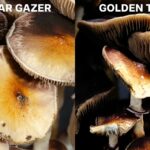 inca star gazer mushroom vs golden teacher mushroom