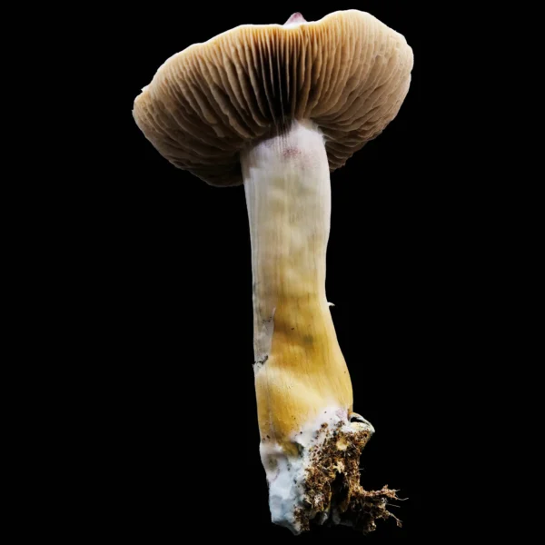 Jedi Mind Fuck Spore Print - Image 4