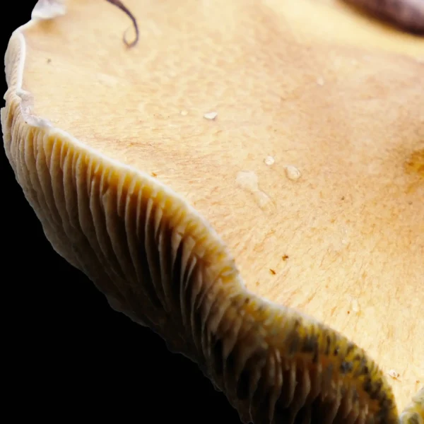 Jedi Mind Fuck Spore Print - Image 5