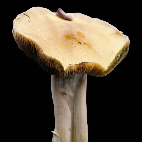 Jedi Mind Fuck Spore Print - Image 3