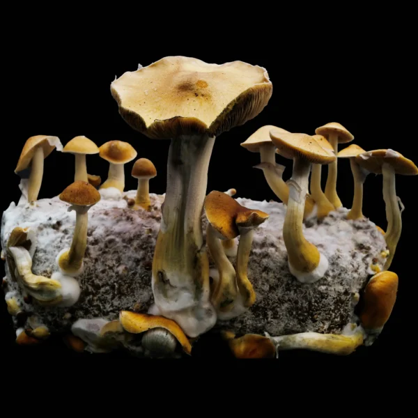 Jedi Mind Fuck Spore Print - Image 2