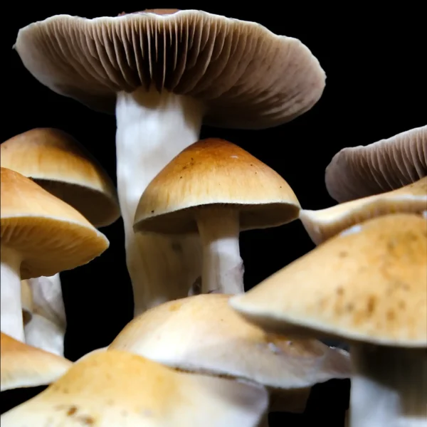 Jedi Mind Fuck Spore Print