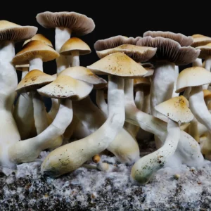 A cluster of mature Jedi Mind Fuck spores featuring thick, white fibrous stems and distinct caramel-brown, dome shaped caps with slightly wavey edges.