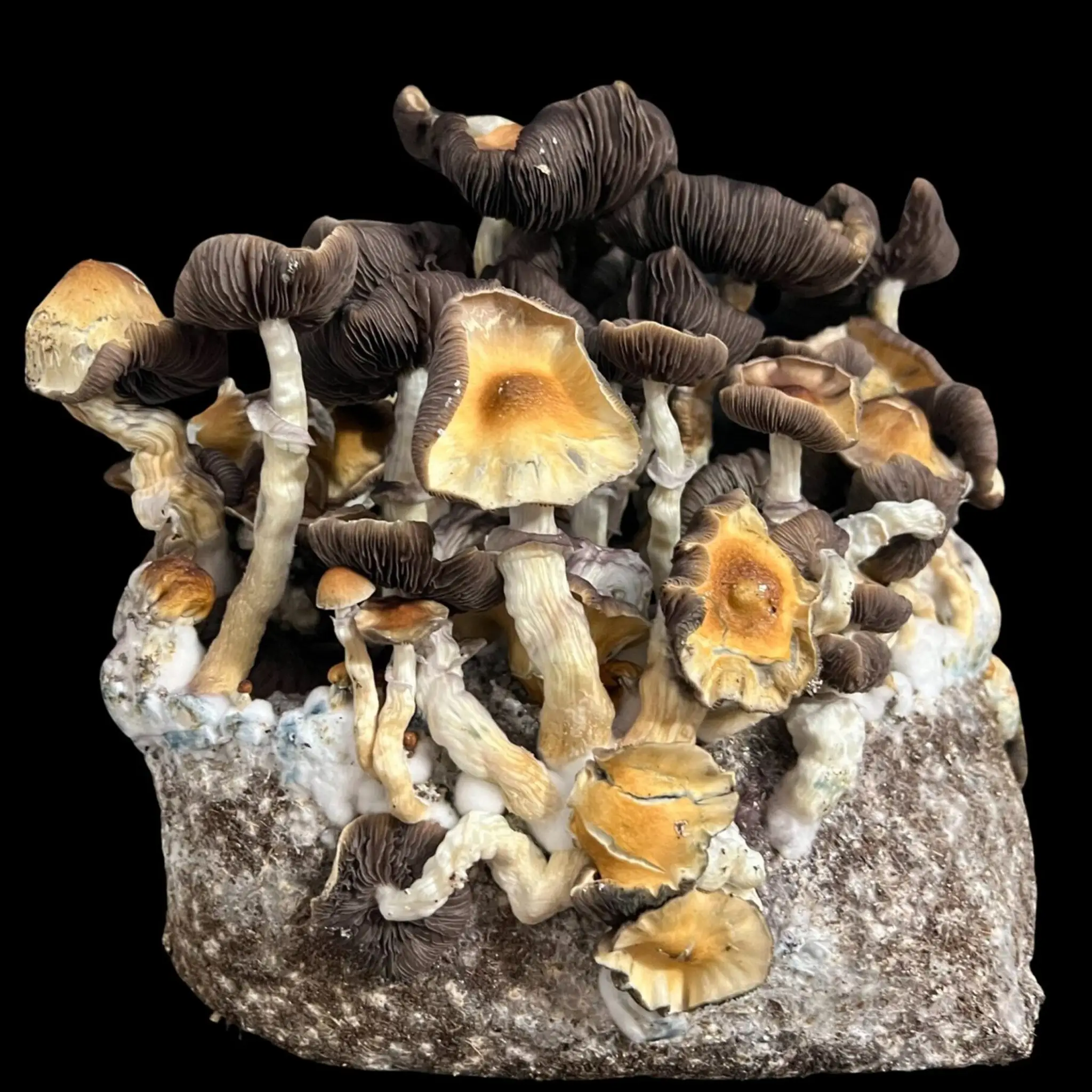 Koh Samui Isolated Spore Syringe - Image 3