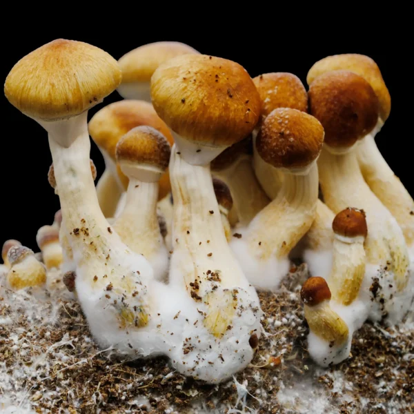 Matias Romero Spore Print