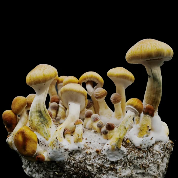 Matias Romero Spore Print - Image 2