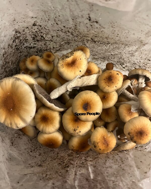Matias Romero Spore Print - Image 3
