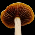 mexicana mushroom