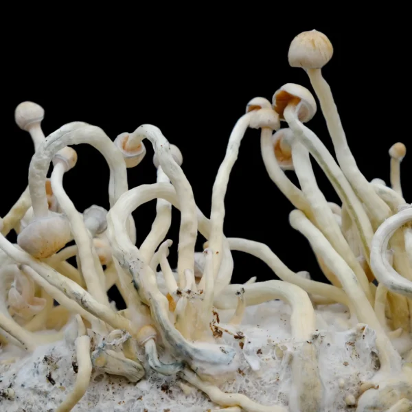 Natalensis Spore Syringe - Image 8