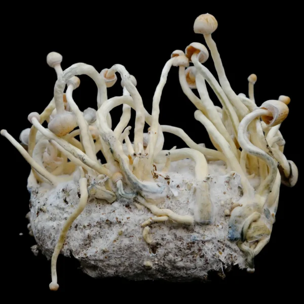 Natalensis Spore Syringe - Image 9