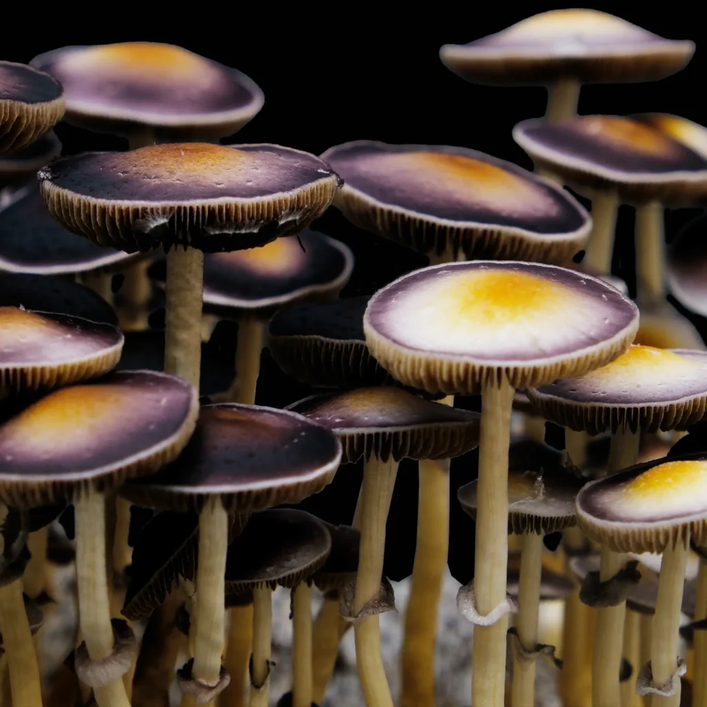 Psilocybe Natalensis Wild Mushroom