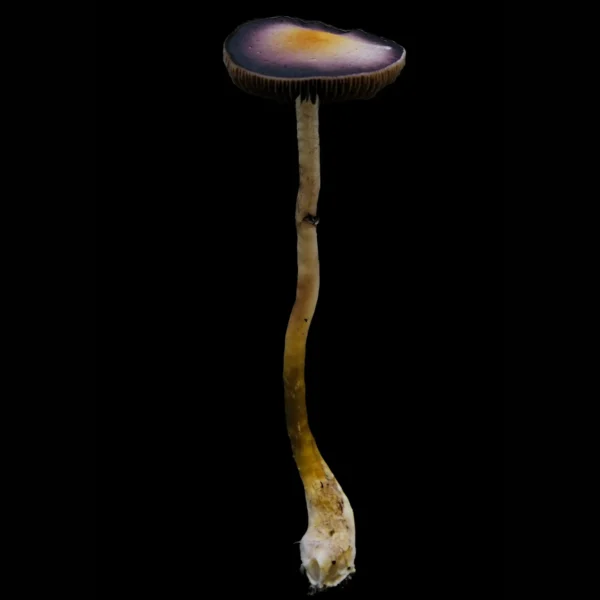 Natalensis Spore Syringe - Image 2
