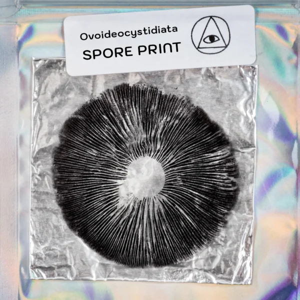 Ovoideocystidiata Spore Print - Image 2