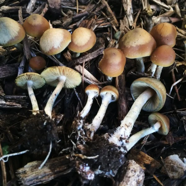 Ovoideocystidiata Spore Print - Image 3