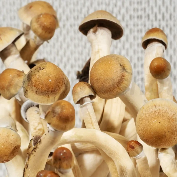 PE7 Mushroom Isolated Spore Syringe - Image 2