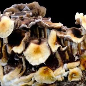 Purple Mystic Spore Print