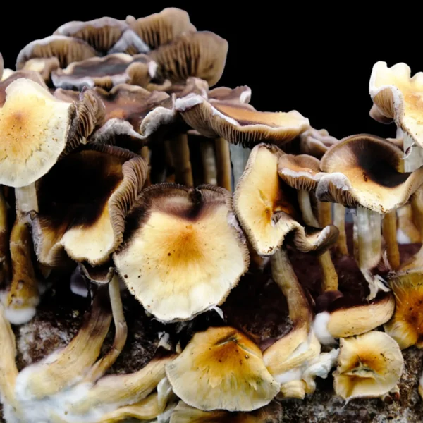Purple Mystic Spore Print