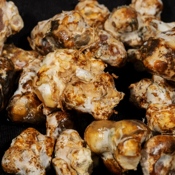 Magic Truffle Grow Kit - Image 2