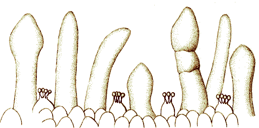 Blue Meanie diagram of spores