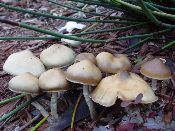 Ovoideocystidiata Spore Print - Image 5