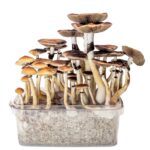 golden teacher mushrooms grow kit