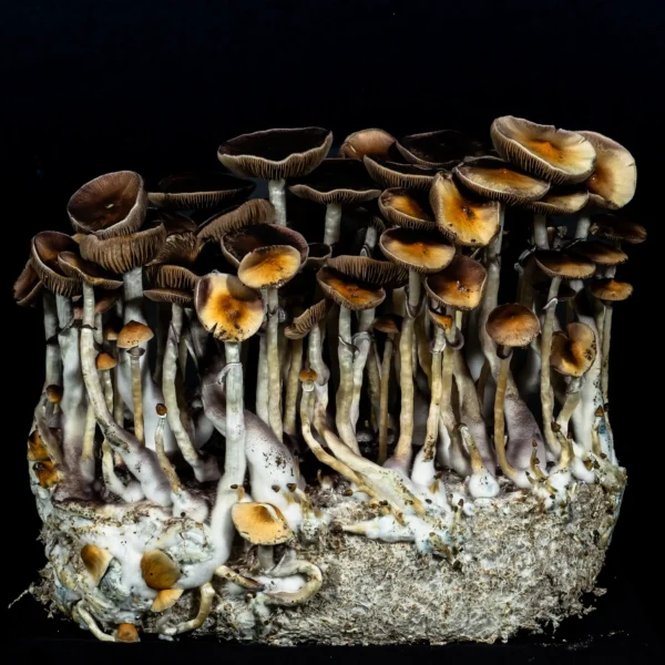Inca Stargazer Spore Syringe - Image 2