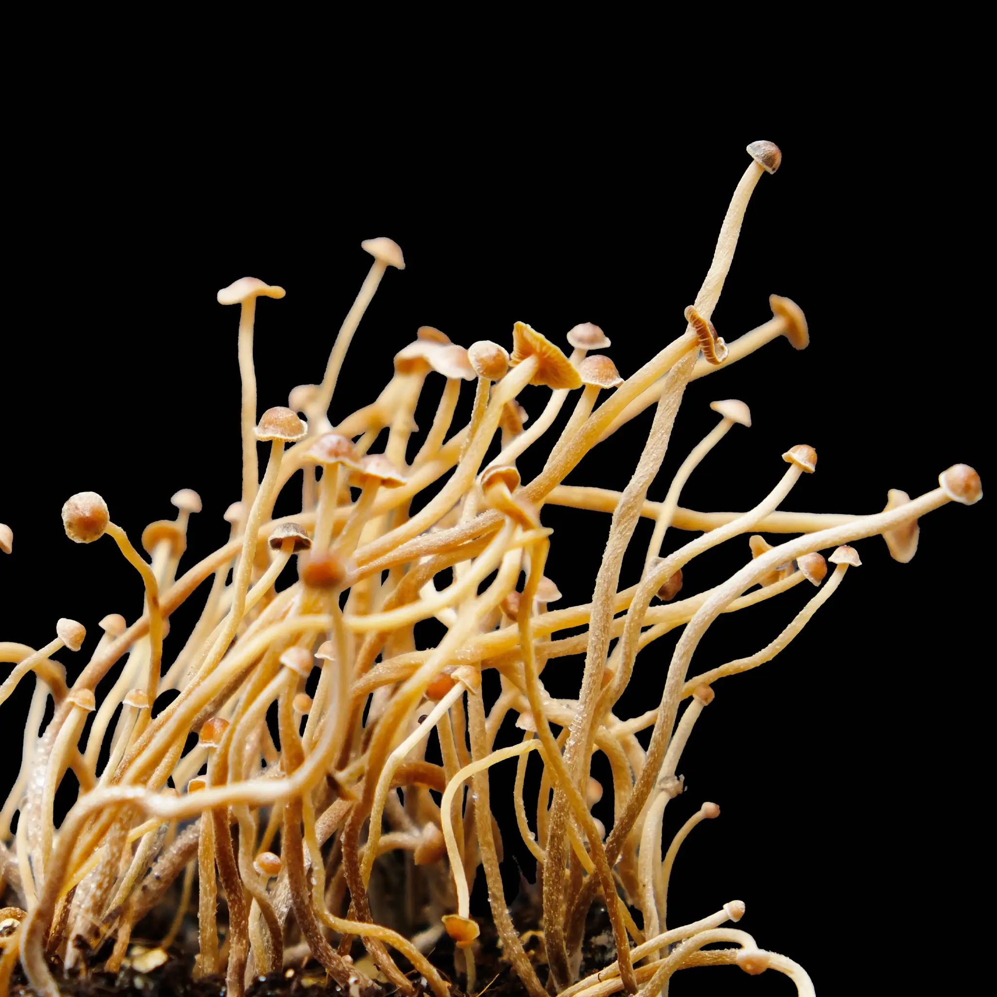 Tampanensis ATL7 Spore Syringe - Image 2