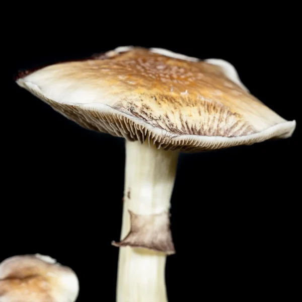 White Golden Teacher Spore Print - Image 3