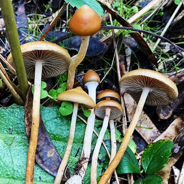 Psilocybe Azurescens Spore print - Image 3