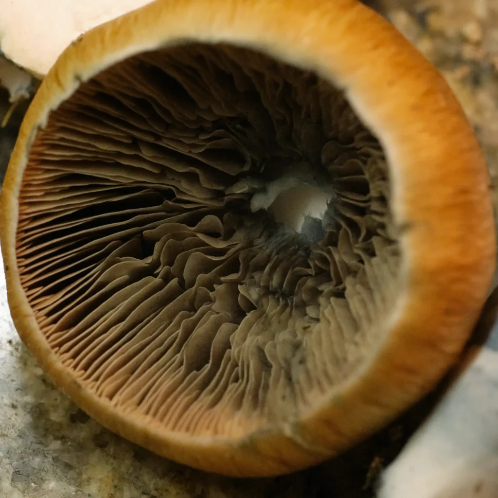 b+ mushroom
