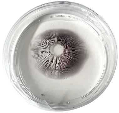 Exploring the Tiny World of Microscopic Spores 2 spores on petri dish