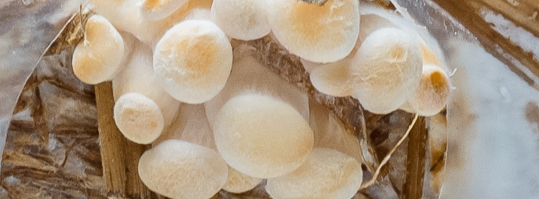 oyster mushroom growing from mycelium