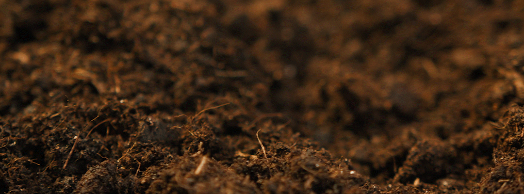 organic soil for growing mushrooms