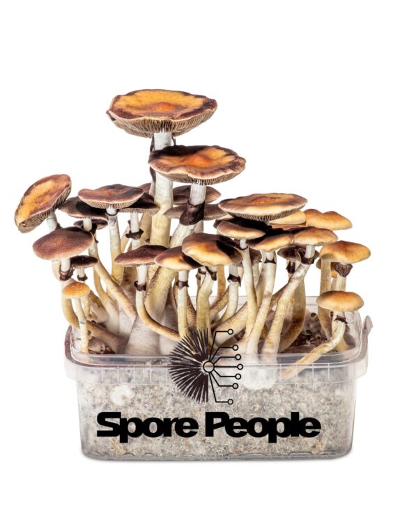 Golden Teacher Spore Syringe - Image 6