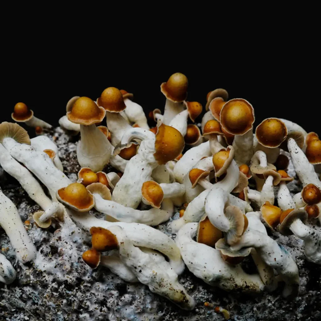 Holy Ghost Mushroom