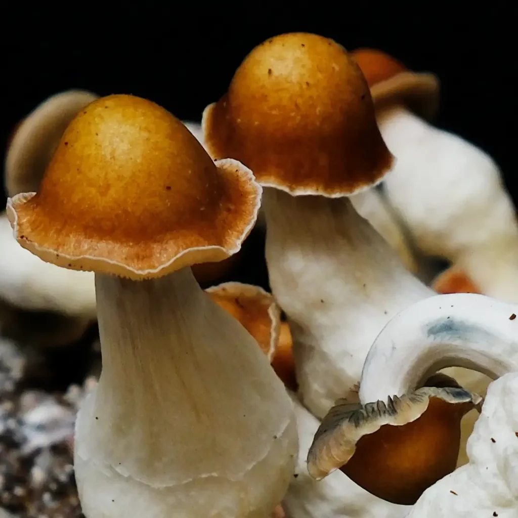 holy ghost mushroom