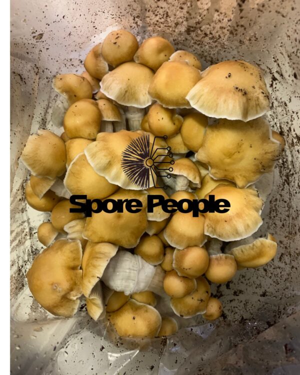 Hillbilly Mushroom Spore Syringe - Image 5